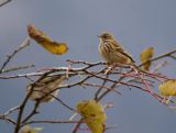 Wiesenpieper (4)